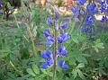 Sky Lupin Pixie Delight